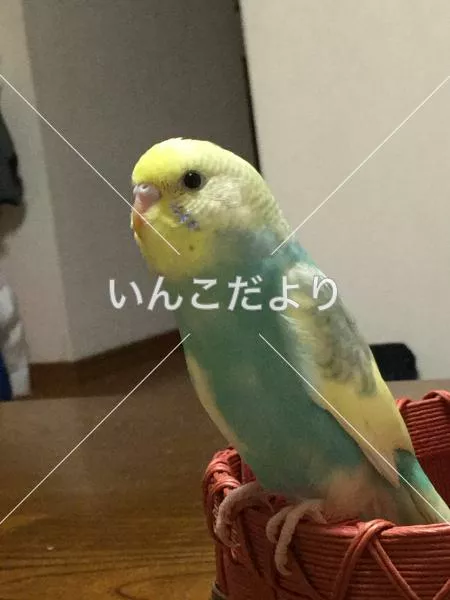 迷い鳥の写真