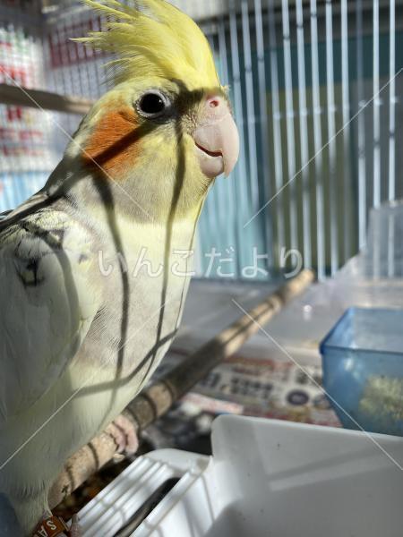 迷い鳥の写真