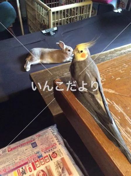 迷い鳥の写真