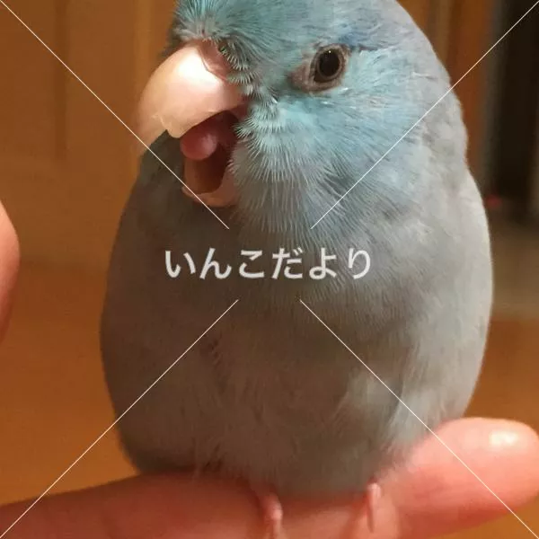迷い鳥の写真