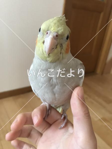 迷い鳥の写真