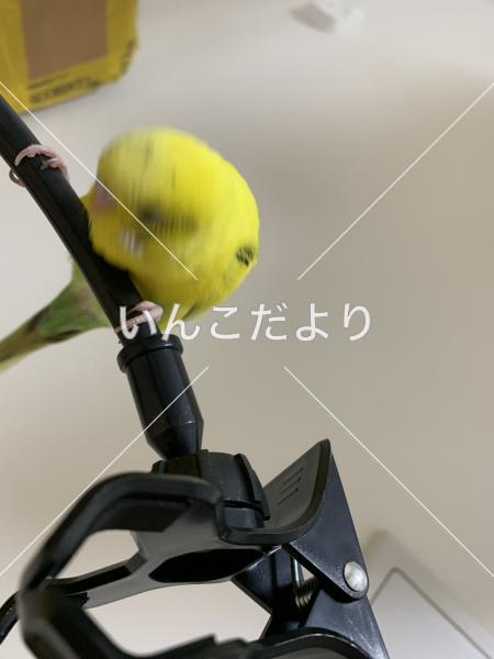 迷い鳥の写真