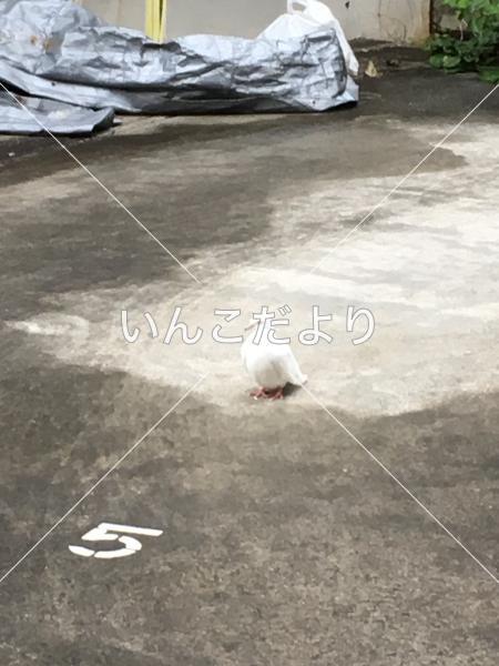 保護鳥の写真