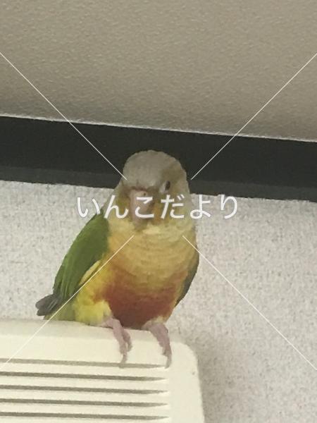 迷い鳥の写真
