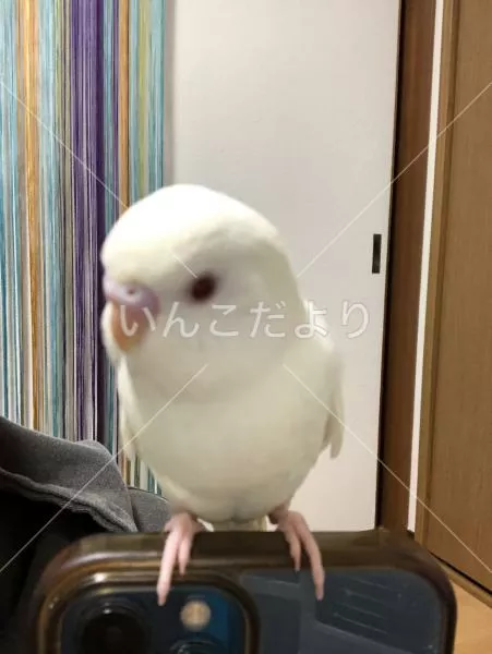 保護鳥の写真