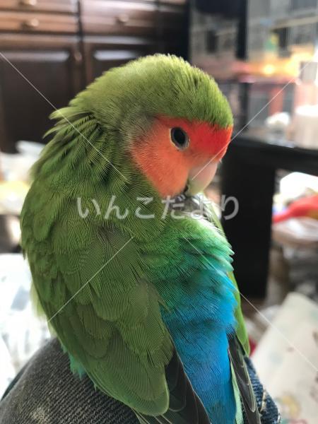 迷い鳥の写真