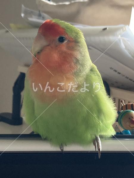 迷い鳥の写真