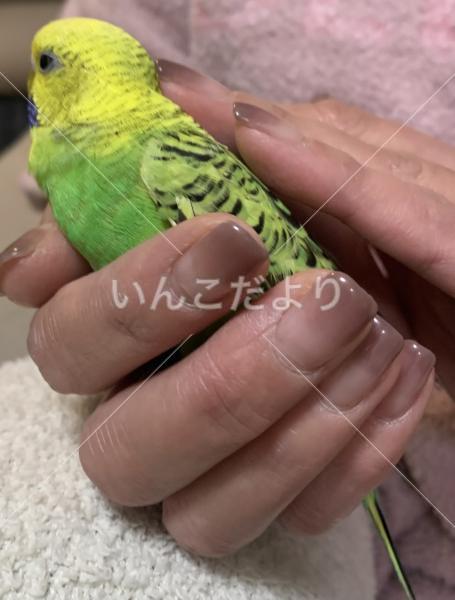保護鳥の写真