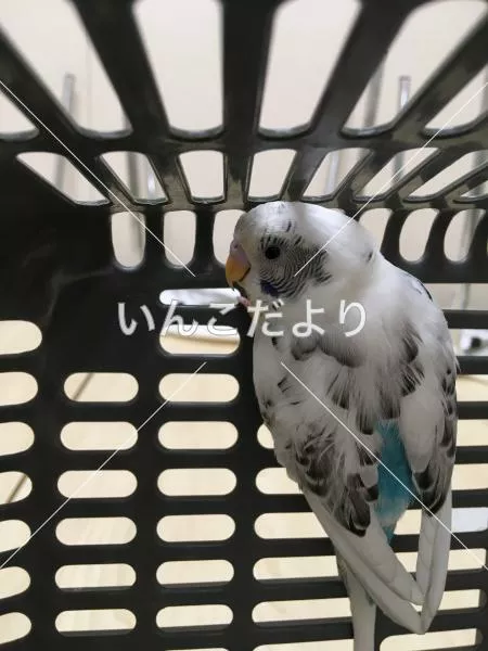 保護鳥の写真