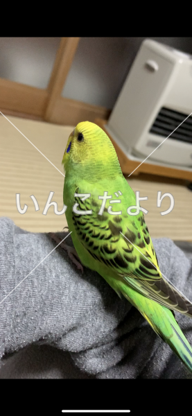 迷い鳥の写真