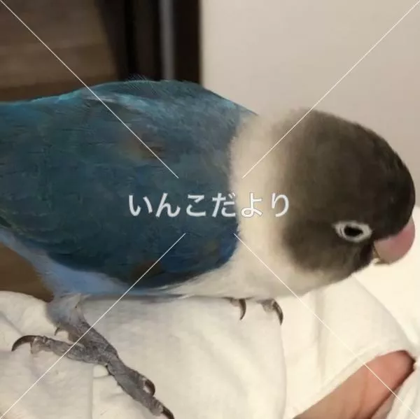 保護鳥の写真