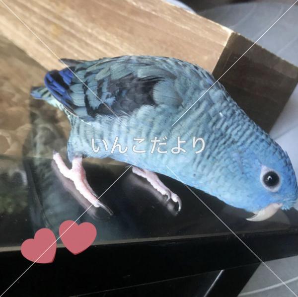 迷い鳥の写真