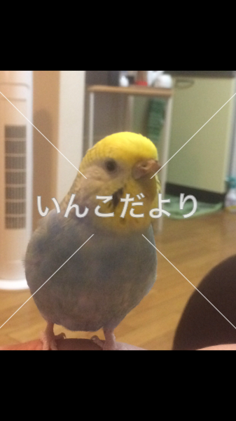 迷い鳥の写真
