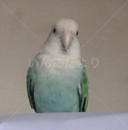 保護鳥の写真