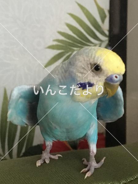 迷い鳥の写真