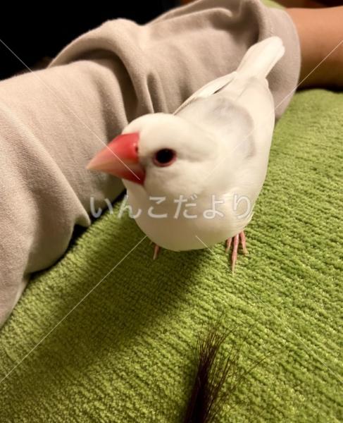 迷い鳥の写真