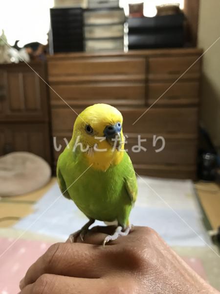 迷い鳥の写真