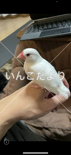 迷い鳥の写真
