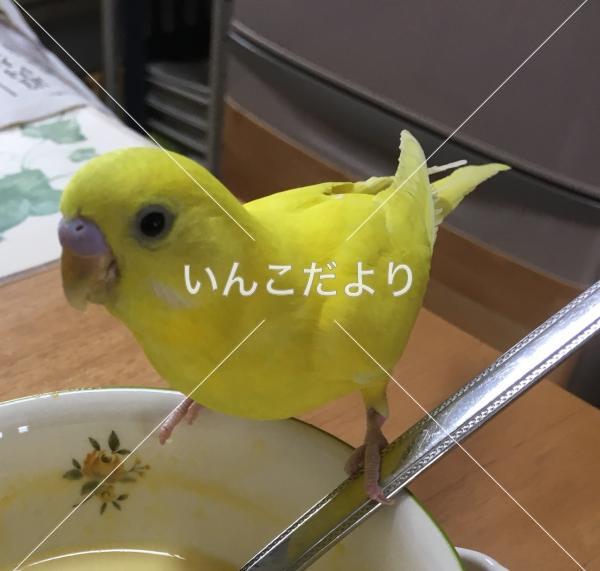 迷い鳥の写真