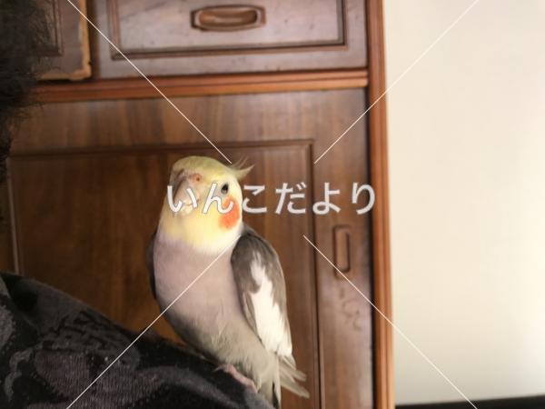 迷い鳥の写真