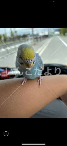 保護鳥の写真