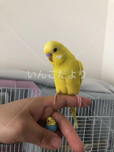 迷い鳥の写真