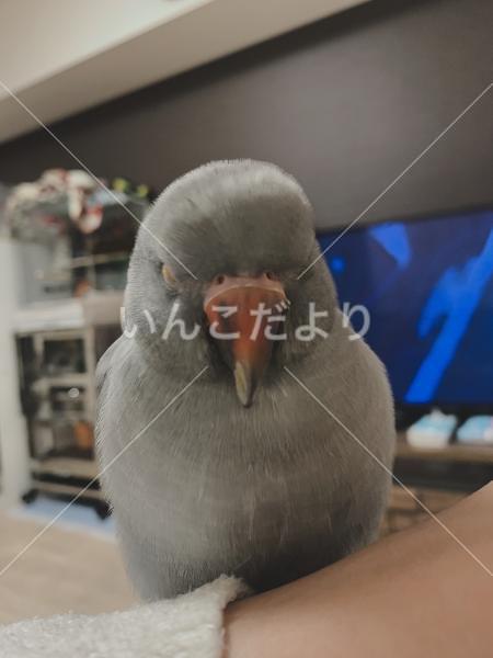 迷い鳥の写真