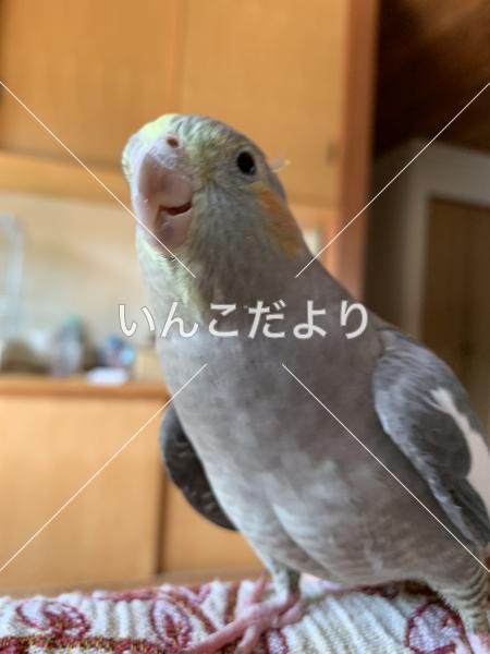 迷い鳥の写真