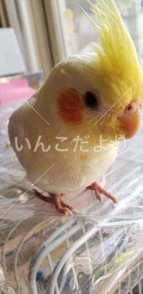 迷い鳥の写真