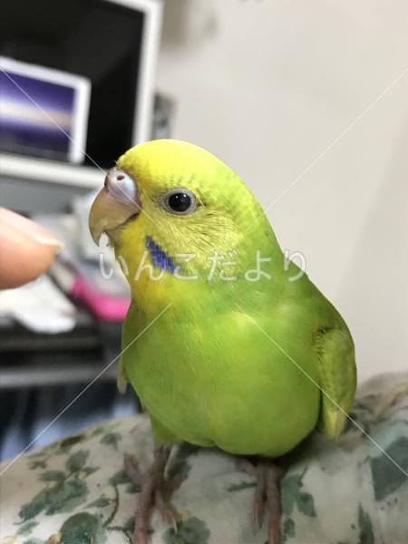 保護鳥の写真