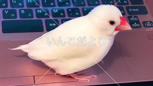迷い鳥の写真
