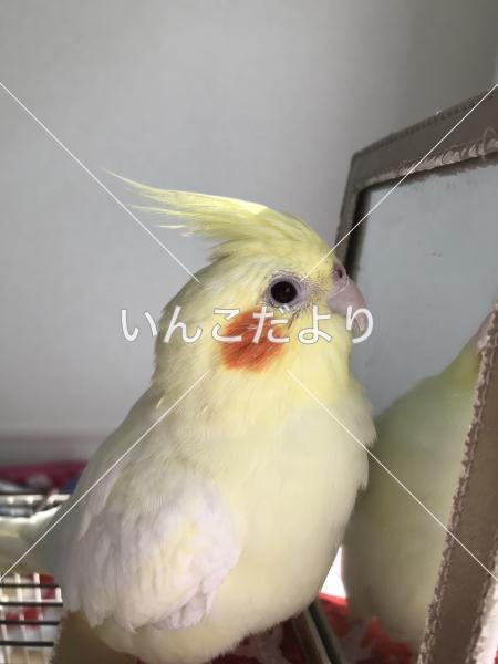 迷い鳥の写真