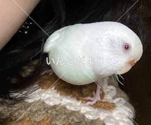 迷い鳥の写真