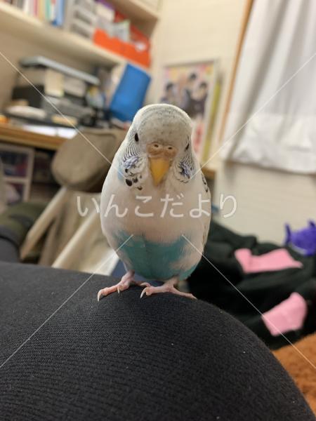 迷い鳥の写真