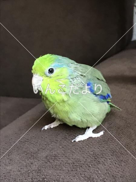 迷い鳥の写真