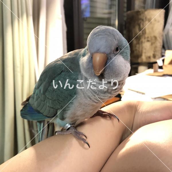 迷い鳥の写真