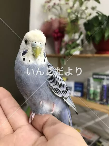 保護鳥の写真