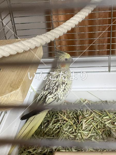 保護鳥の写真