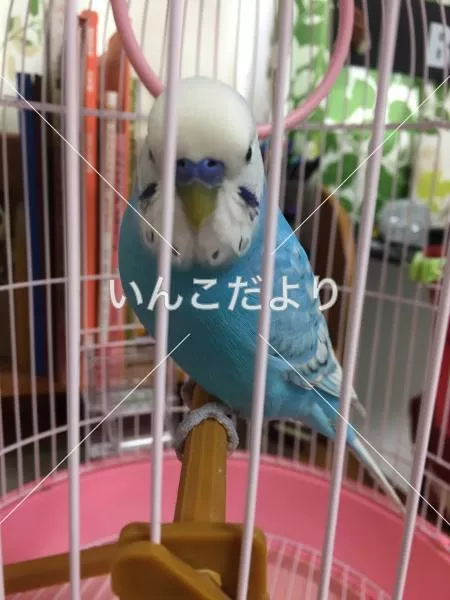 保護鳥の写真