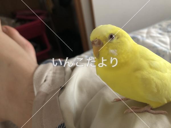 迷い鳥の写真