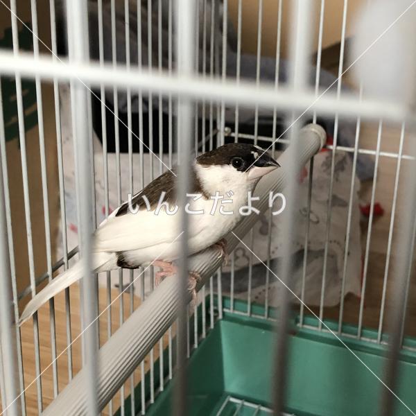 保護鳥の写真
