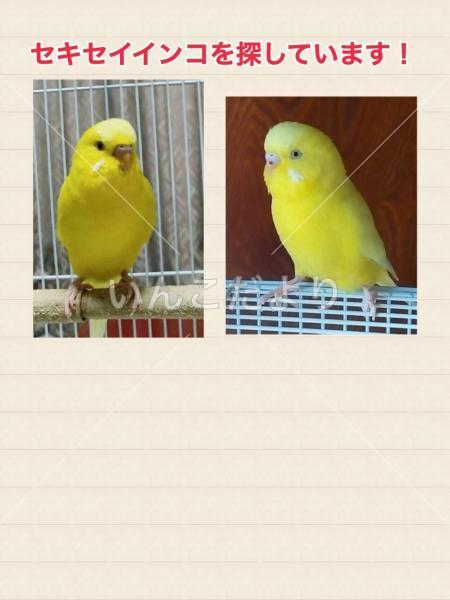 迷い鳥の写真