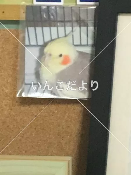 迷い鳥の写真