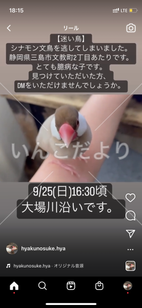 迷い鳥の写真