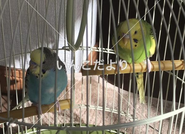 迷い鳥の写真
