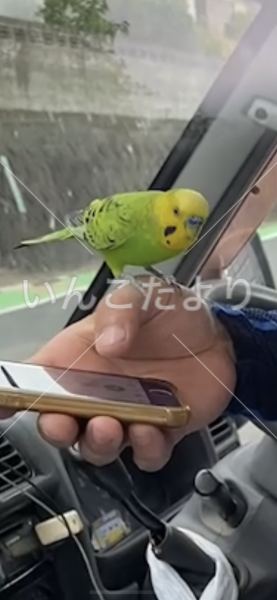 保護鳥の写真