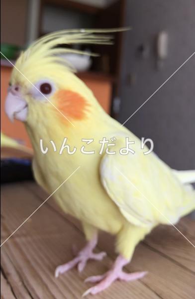 迷い鳥の写真