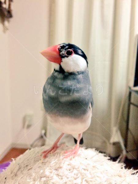 迷い鳥の写真