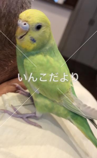 迷い鳥の写真