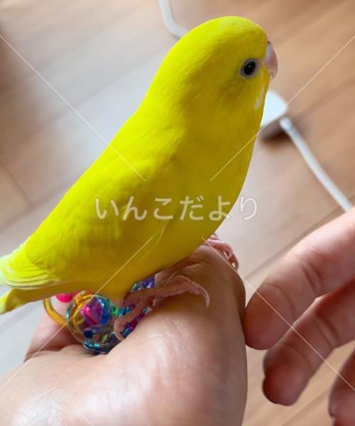 迷い鳥の写真
